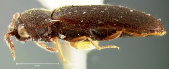 Media type: image;   Entomology 2364 Aspect: habitus lateral view